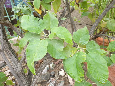 صورة Cordia boissieri A. DC.