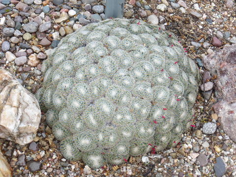 Image of Mammillaria perbella Hildm. ex K. Schum.