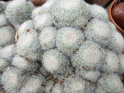 Mammillaria lenta K. Brandegee的圖片