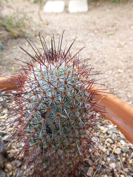 Image of Mammillaria rekoi subsp. leptacantha (A. B. Lau) D. R. Hunt