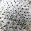 Image of Mammillaria supertexta Mart. ex Pfeiff.