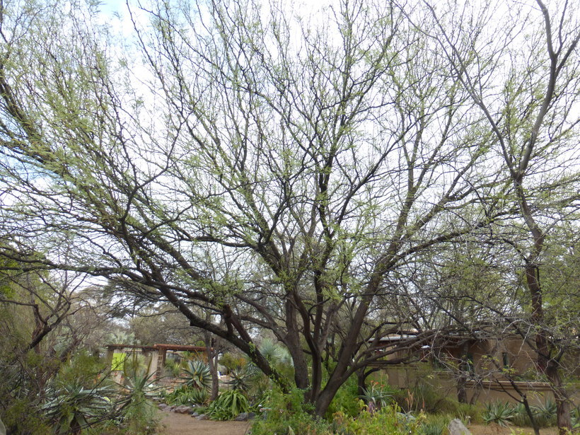 Image de Prosopis chilensis (Molina) Stuntz