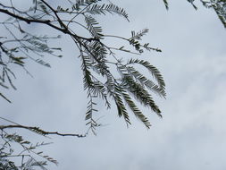 Image de Prosopis chilensis (Molina) Stuntz