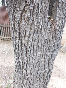 Image of Texas live oak