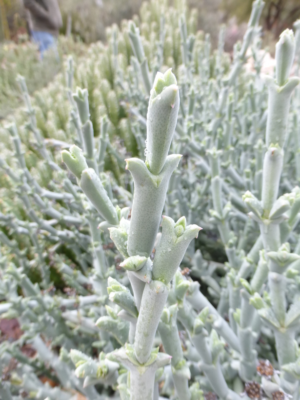 Image of Ruschia rupicola (Engl.) Schwant.