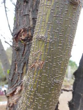 Image of Vachellia farnesiana var. farnesiana