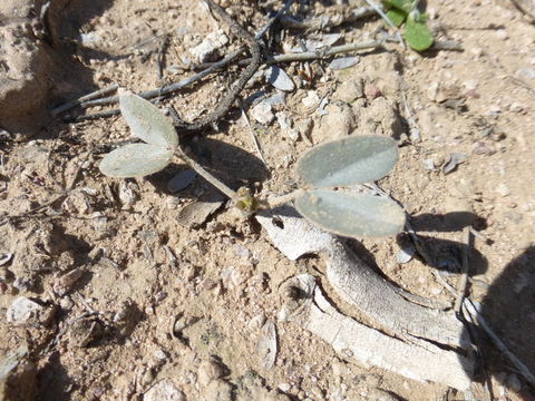 Plancia ëd Senna covesii (A. Gray) H. S. Irwin & Barneby