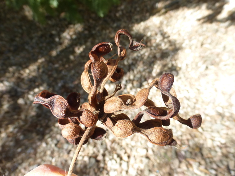 Слика од Dichrostachys cinerea (L.) Wight & Arn.