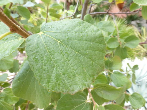 Dombeya rotundifolia (Hochst.) Planch. resmi