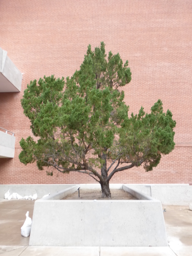 Image of Chinese Juniper