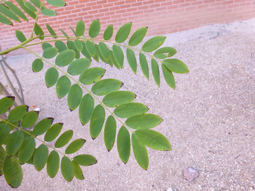 Senna spectabilis var. excelsa (Schrad.) H. S. Irwin & Barneby resmi