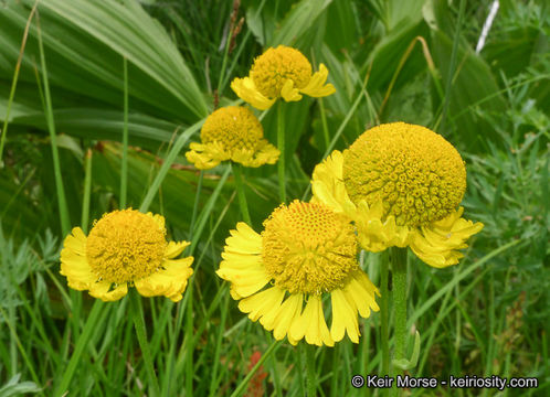 Image of Bigelow's sneezeweed