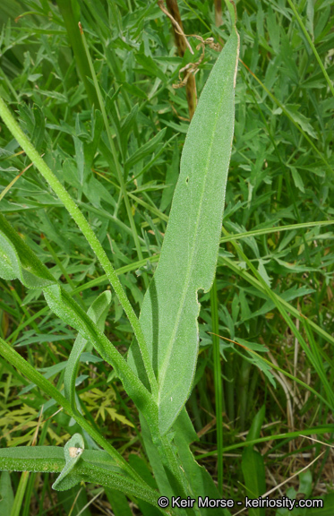 Image of Bigelow's sneezeweed