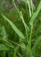 Image of Bigelow's sneezeweed