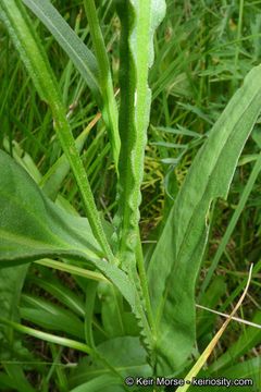 Image of Bigelow's sneezeweed