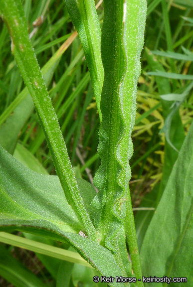 Image of Bigelow's sneezeweed