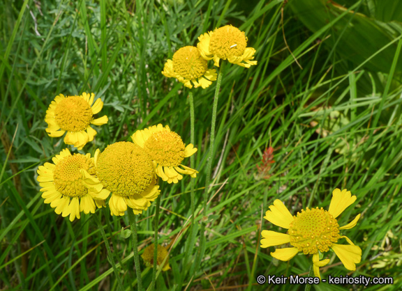 Image of Bigelow's sneezeweed