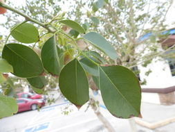 Image of Indian rosewood