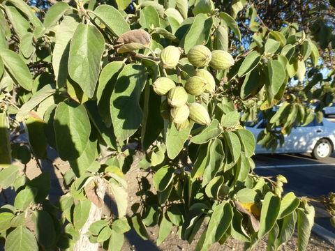 صورة Cordia boissieri A. DC.