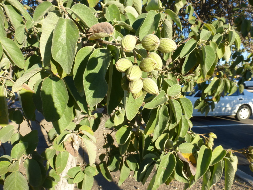 Image de Cordia boissieri A. DC.