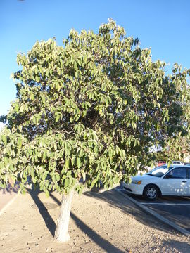 Image of anacahuita