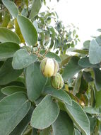 Image de Cordia boissieri A. DC.