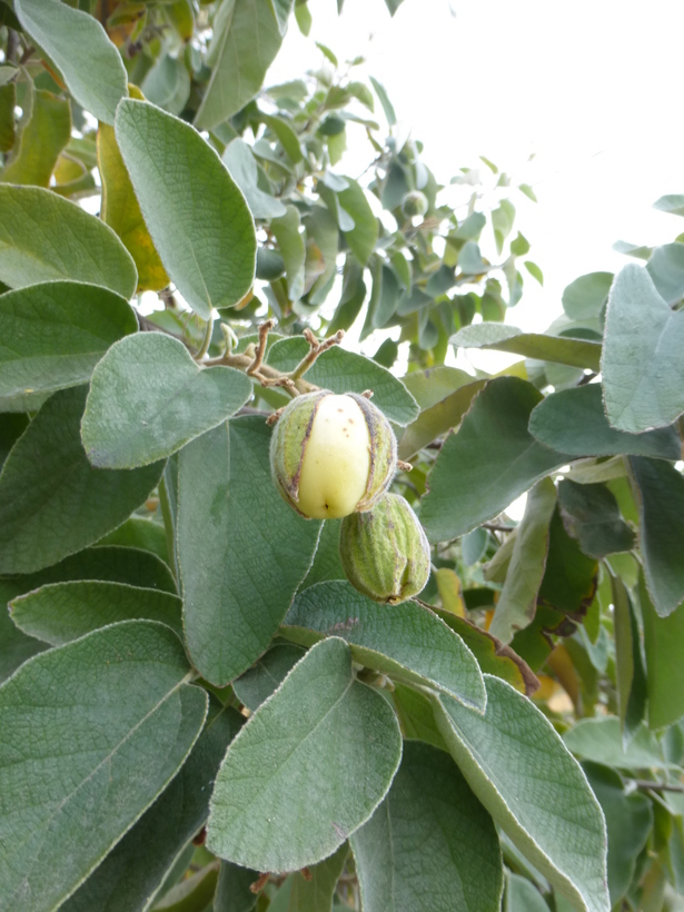 Image de Cordia boissieri A. DC.