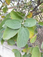 Image de Cordia boissieri A. DC.