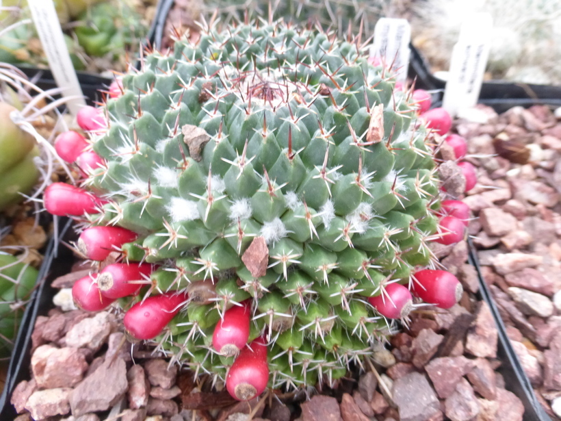 Image de Mammillaria mystax Mart.