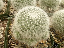 Image de Mammillaria mystax Mart.