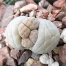 Image of <i>Lithops karasmontana</i> var. <i>aiasensis</i>