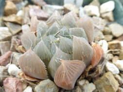 Haworthia cooperi var. pilifera (Baker) M. B. Bayer resmi