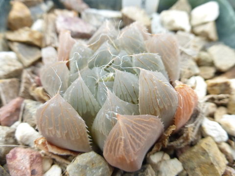 Imagem de Haworthia cooperi var. pilifera (Baker) M. B. Bayer