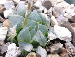 Haworthia cooperi var. pilifera (Baker) M. B. Bayer resmi