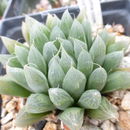 Image of Haworthia cooperi var. cooperi