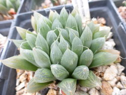 Haworthia cooperi var. cooperi resmi