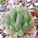 Haworthia cooperi var. leightonii (G. G. Sm.) M. B. Bayer resmi