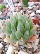 Haworthia cooperi var. leightonii (G. G. Sm.) M. B. Bayer resmi