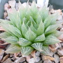 Image of Haworthia cymbiformis var. incurvula (Poelln.) M. B. Bayer