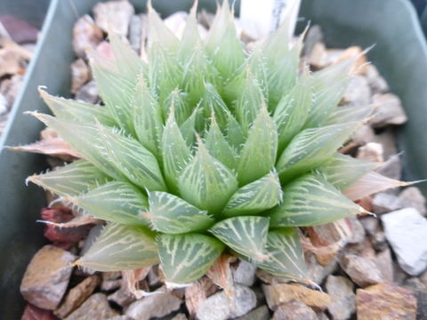 Image of Haworthia cymbiformis var. incurvula (Poelln.) M. B. Bayer