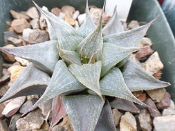 <i>Haworthia magnifica</i> var. <i>acuminata</i> resmi