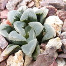 Image of <i>Haworthia</i> pygmaea × <i>haworthia truncata</i>