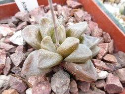 Haworthia turgida var. suberecta Poelln. resmi