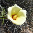 Imagem de Hibiscus coulteri Harv. ex A. Gray