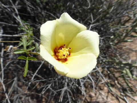 Image of desert rosemallow