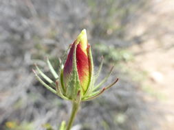 Image of desert rosemallow