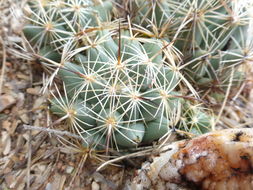 Image of Chihuahuan Foxtail Cactus