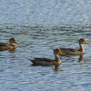 Image of yellow-billed pintail