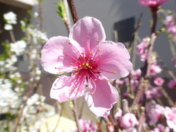 Imagem de <i>Prunus persica</i> var. <i>nucipersica</i>
