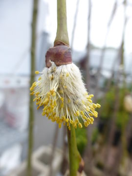 Image of goat willow